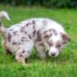 Potty Training Tips Puppy Adoption