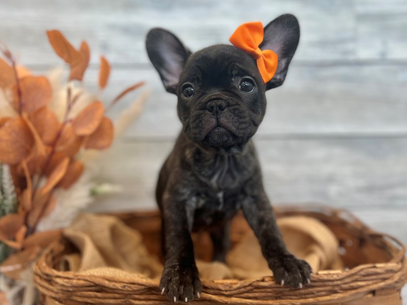 French Bulldog-Female-Blk Brindle-3788099-The Barking Boutique