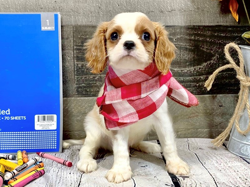 cavalier king charles spaniels in cute clothes