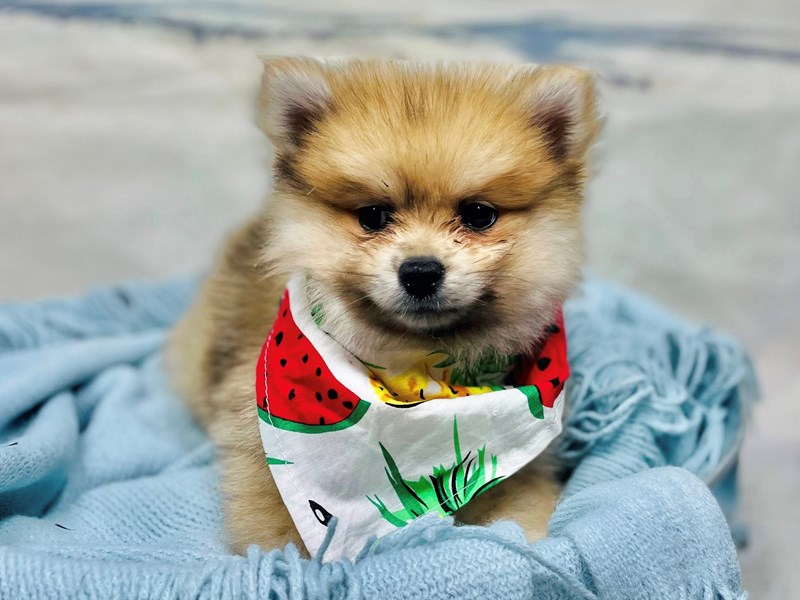 Pomeranian-Male-Red Sable-3767321-The Barking Boutique