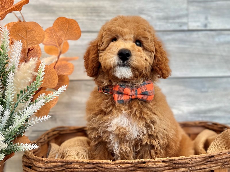 Micro Mini Goldendoodle-Male-Red-3796809-The Barking Boutique
