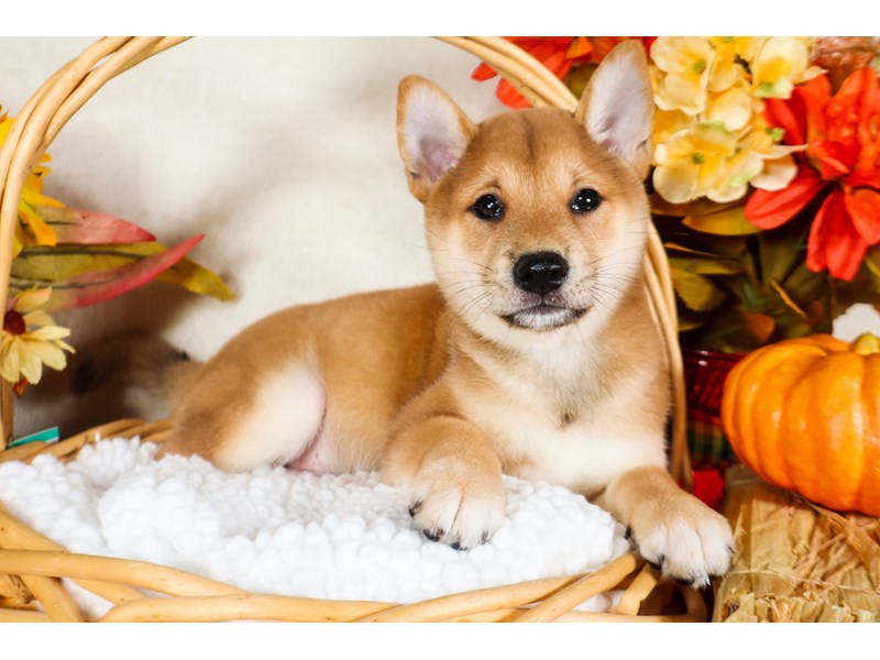 Shiba Inu-Male-Red-3800826-The Barking Boutique