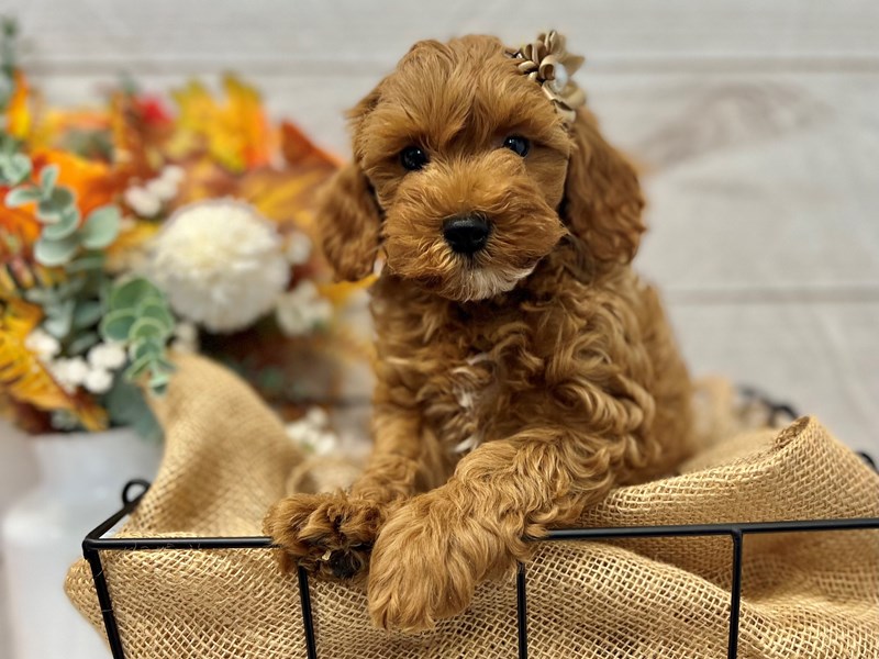 F1b Cavapoo-Female-Red-3815676-The Barking Boutique