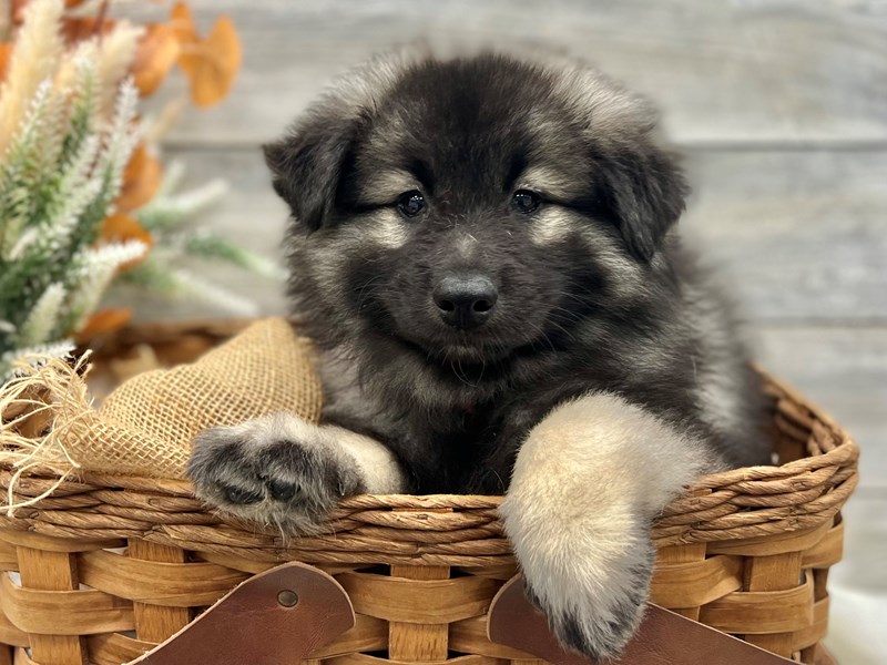 Keeshond-Male-Black / Silver-3819156-The Barking Boutique