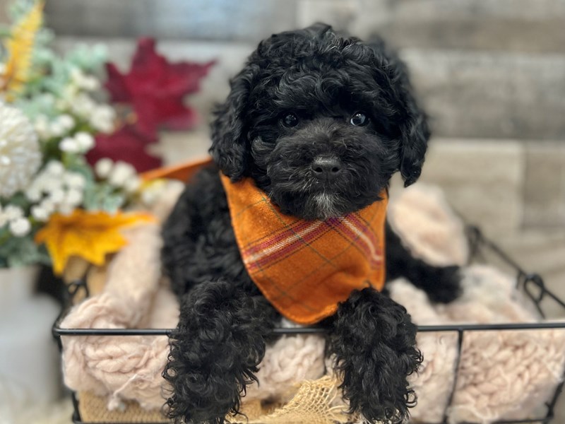 Schnoodle-Male-Black Tan / White-3819163-The Barking Boutique