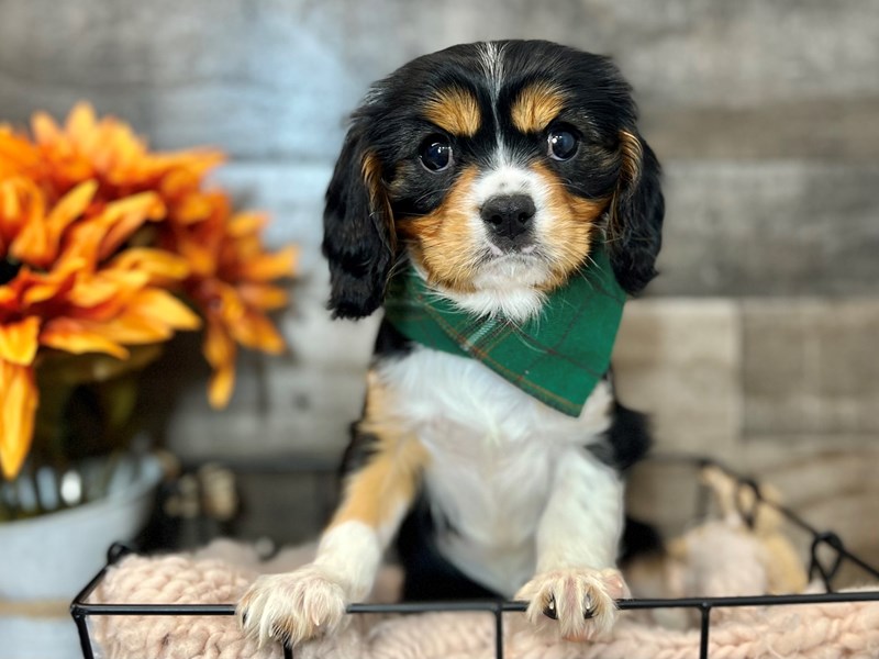 Cavalier King Charles Spaniel-Male-Tri-3833749-The Barking Boutique