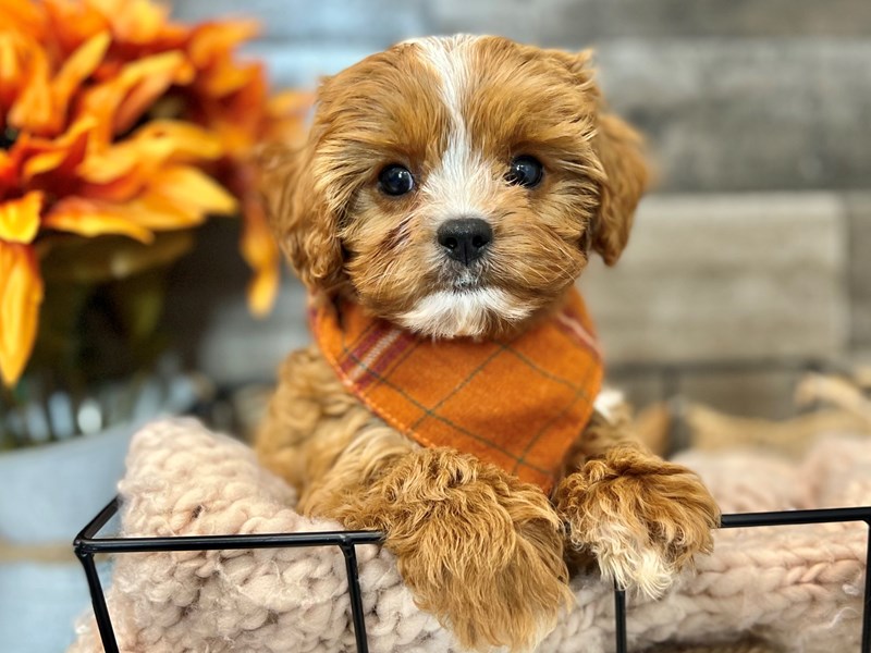 Cavapoo-Male-Ruby-3831421-The Barking Boutique