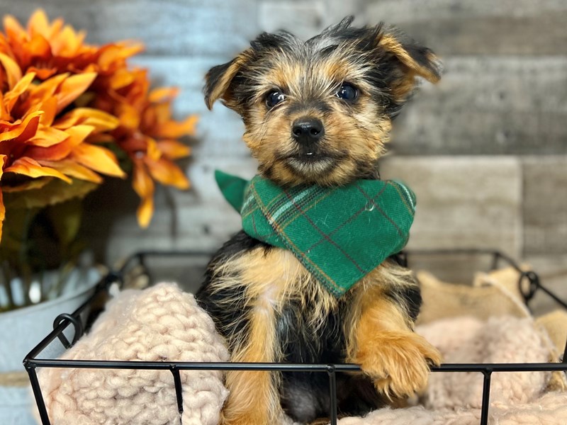 Yorkshire Terrier-Male-Black / Tan-3831467-The Barking Boutique