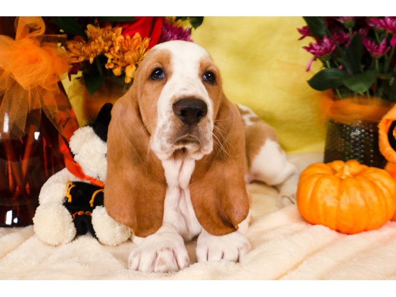 Basset Hound-Male-Tan / White-3836444-The Barking Boutique