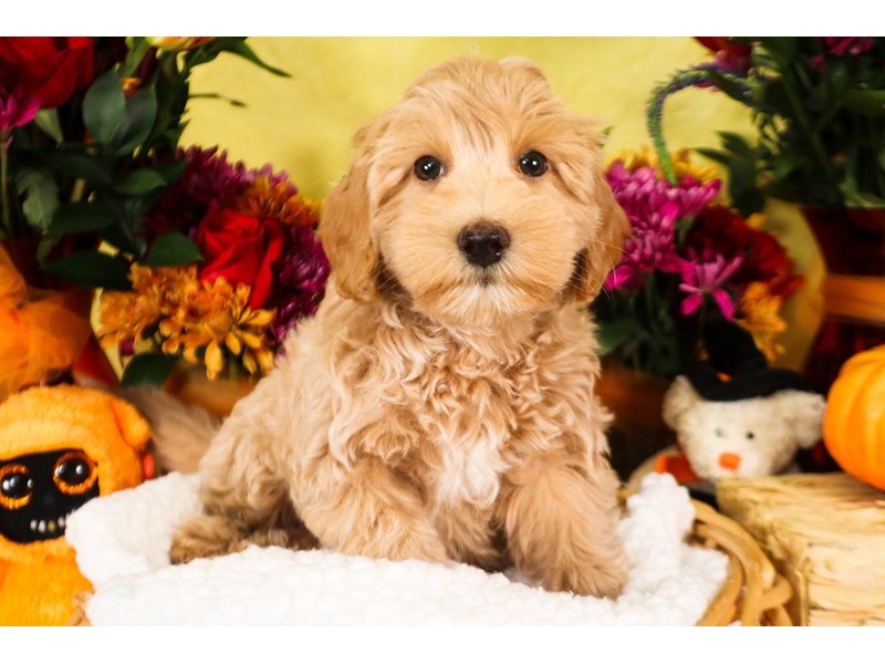 Goldendoodle Mini 2nd Gen-Male-Buff-3836443-The Barking Boutique