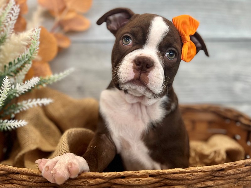 Boston Terrier-Female-Red / White-3849535-The Barking Boutique