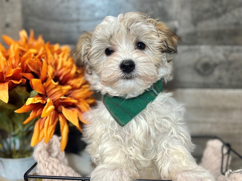 Havanese-Male-Tri-3852793-The Barking Boutique