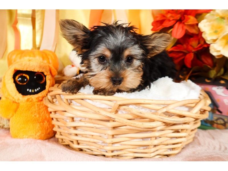 Yorkshire Terrier-Male-Black / Tan-3854826-The Barking Boutique