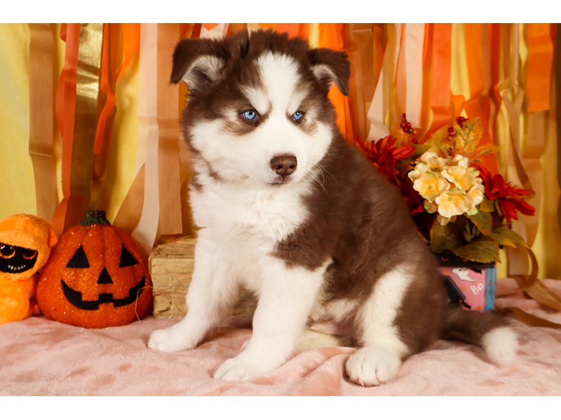 Siberian Husky-Male-Red / White-3854835-The Barking Boutique