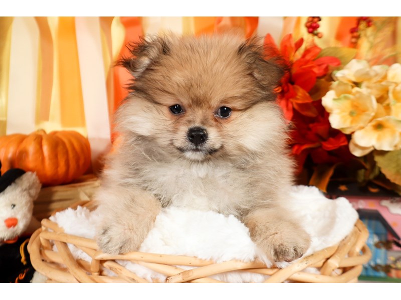 Pomeranian-Male-Wolf Sable-3854832-The Barking Boutique