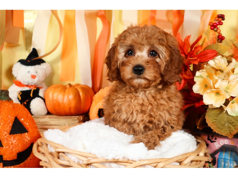 Cavapoo-Male-Red-3855122-The Barking Boutique