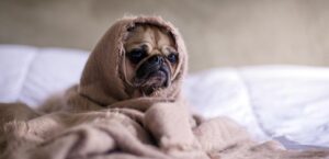 Signs Your Dog May Be Sick Puppy Adoption Near Me