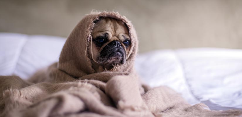 Signs Your Dog May Be Sick | Puppy Adoption | Adopt Puppies