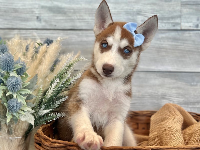 Siberian Husky-Female-Red / White-3767362-The Barking Boutique