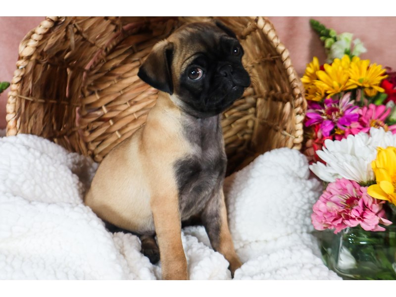 Pug-Female-Fawn-3782585-The Barking Boutique