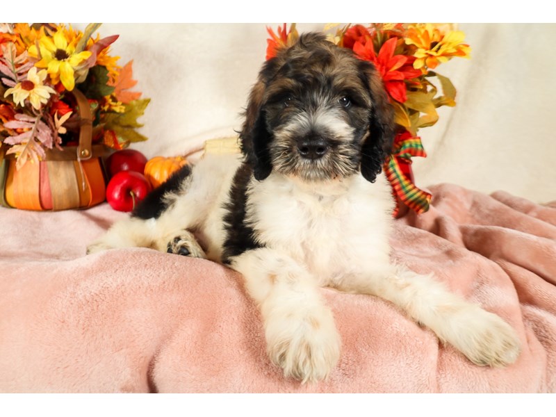 Sheepadoodle-Male-Black / White-3800833-The Barking Boutique