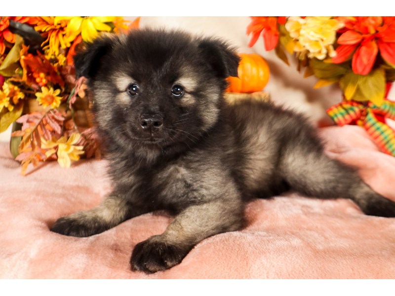 Keeshond-Female-Black / Silver-3800820-The Barking Boutique