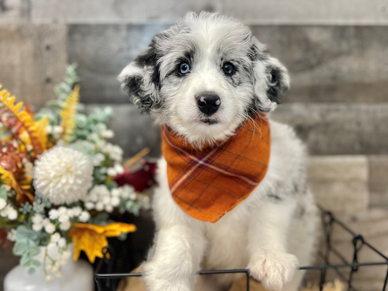Aussidoodle-Male-Blue Merle-3819158-The Barking Boutique