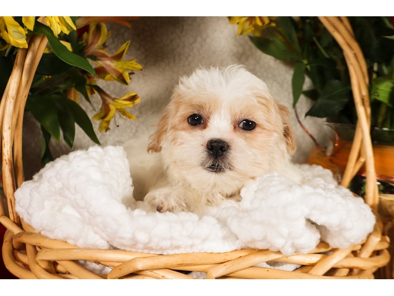Shipoo-Male-White-3822811-The Barking Boutique