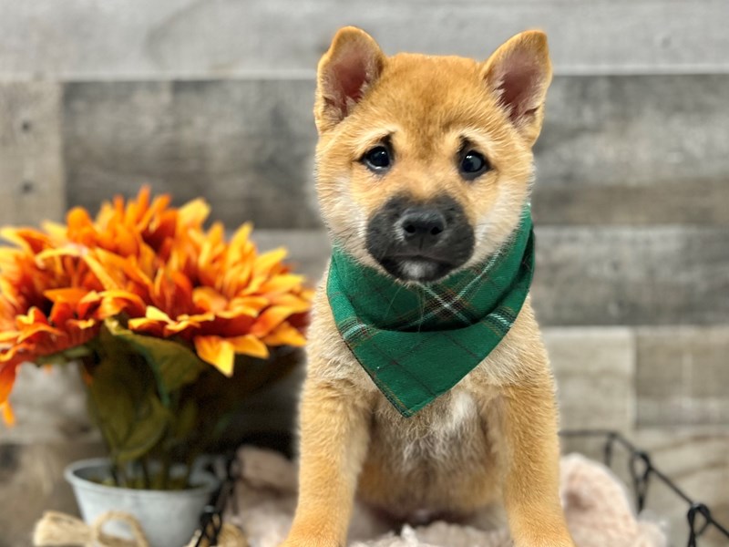 Shiba Inu-Male-Red / White-3822957-The Barking Boutique