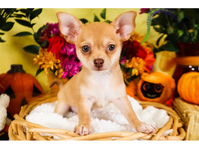 Chihuahua-Male-Fawn-3836451-The Barking Boutique