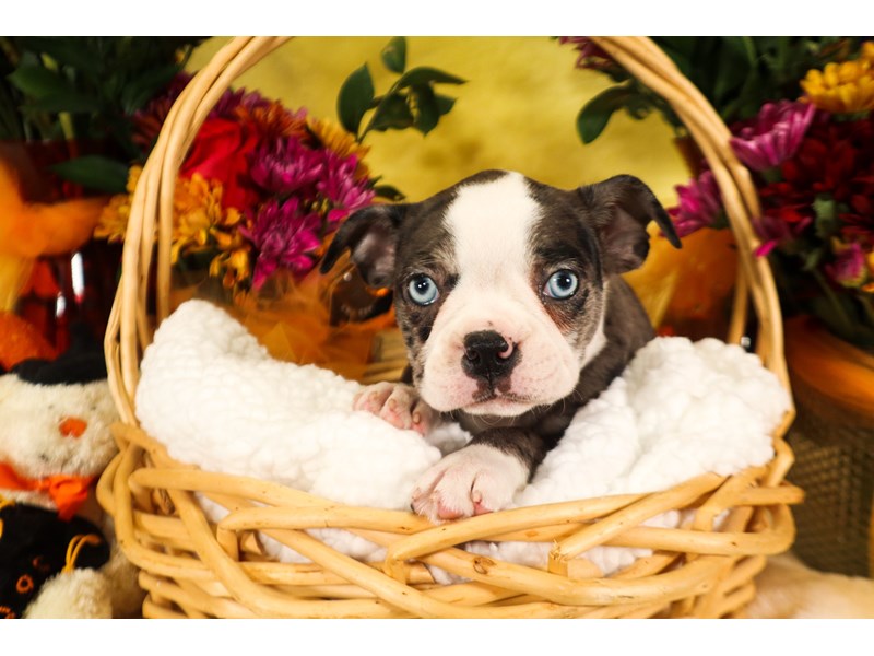 Boston Terrier-Female-Blue Merle / White-3836445-The Barking Boutique