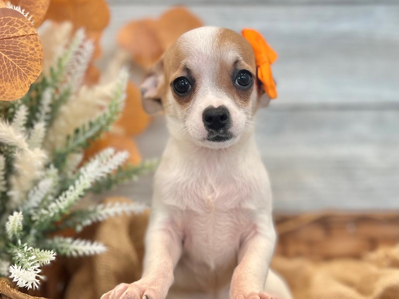 Chihuahua-Female-White / Brown-3849534-The Barking Boutique
