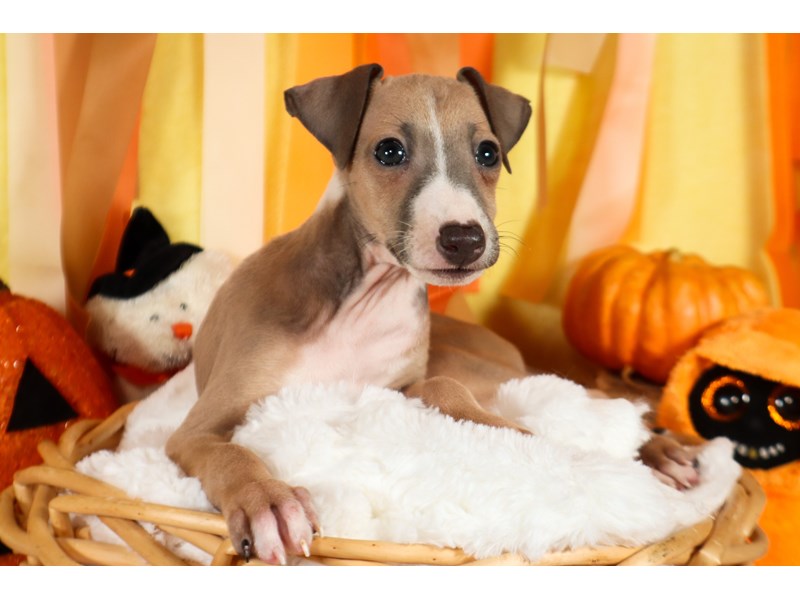Italian Greyhound-Male-Blue Fawn-3854825-The Barking Boutique