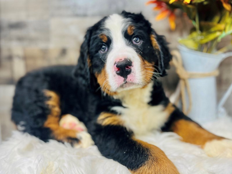 Bernese Mountain Dog-Male-Black Rust / White-3867592-The Barking Boutique