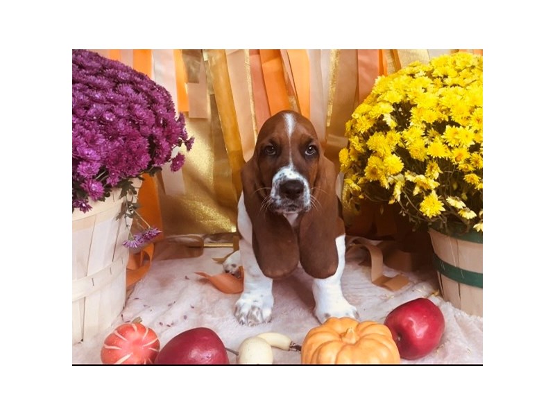 Basset Hound-Male-Red / White-3873413-The Barking Boutique