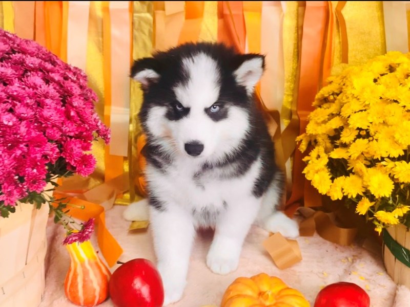 Siberian Husky-Female-Black / White-3873398-The Barking Boutique