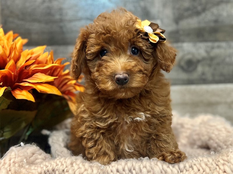 F1B micro mini Goldendoodle-Female-Red-3880320-The Barking Boutique