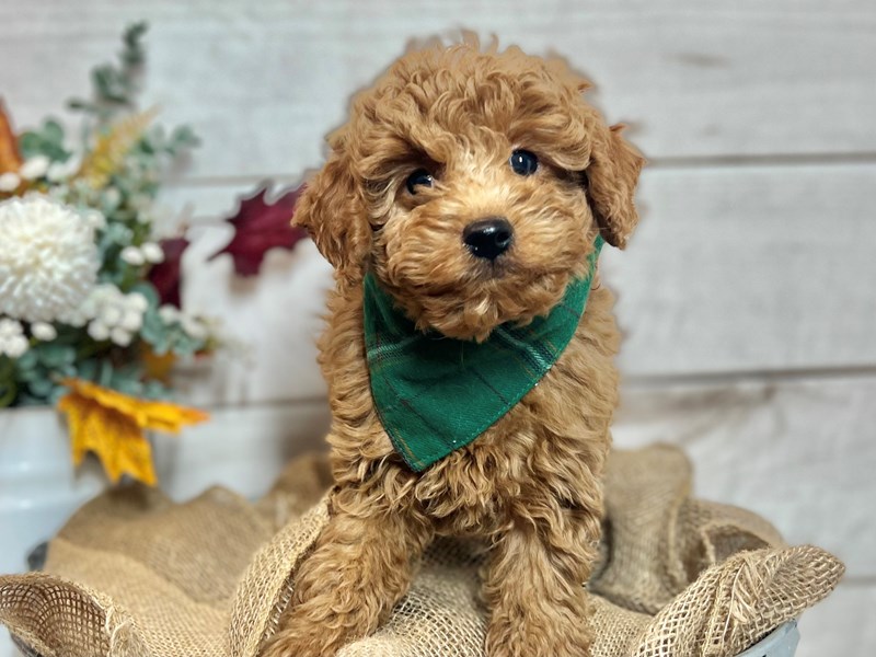 F1B micro mini Goldendoodle-Male-Red-3880282-The Barking Boutique
