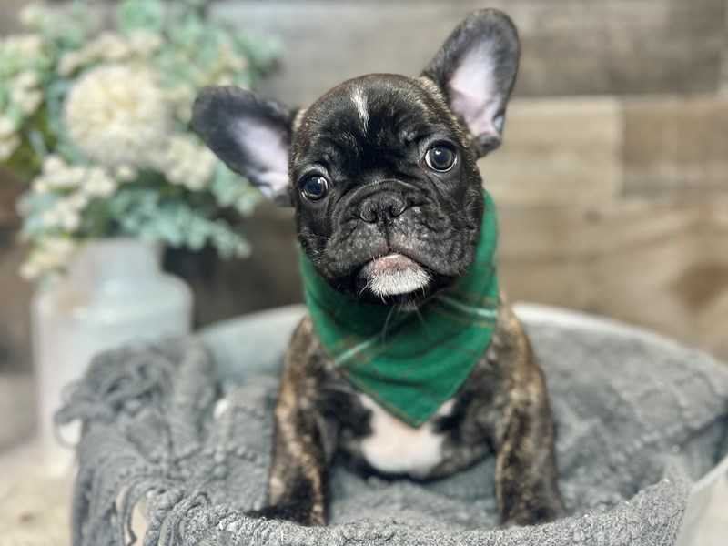 French Bulldog-Male-Black Brindle-3888680-The Barking Boutique