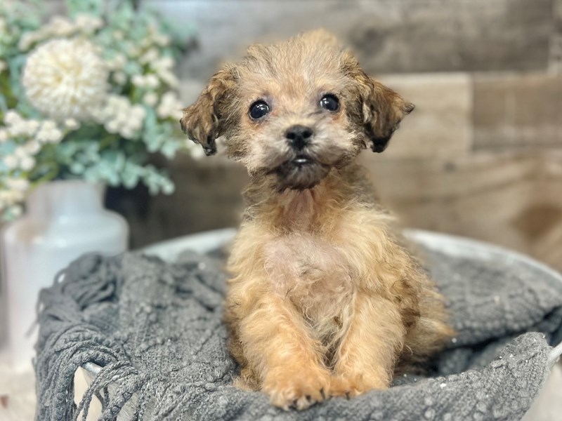 Poochon-Male-Red Sable-3888683-The Barking Boutique