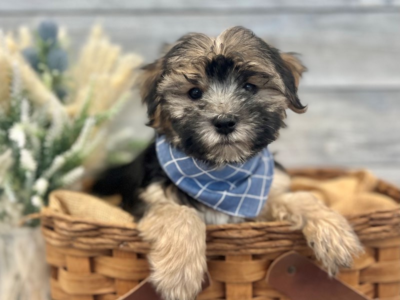Morkie-Male-Black / Tan-3888684-The Barking Boutique