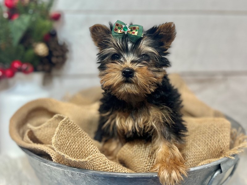 Yorkshire Terrier-Female-Black / Tan-3894878-The Barking Boutique