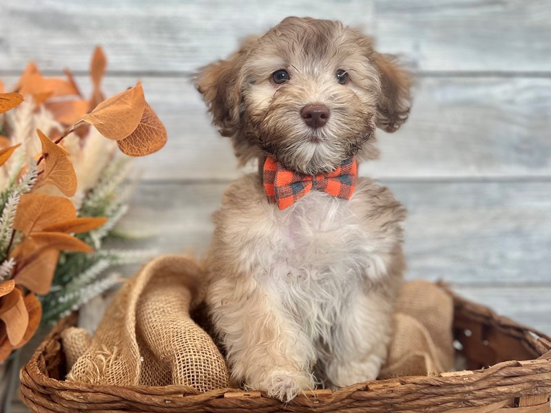 Havanese-Male-Biscuit-3810148-The Barking Boutique