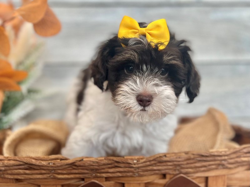 Schnoodle-Female-Chocolate / White-3810161-The Barking Boutique