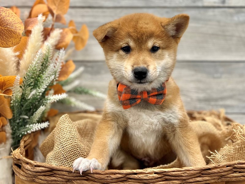 Shiba Inu-Male-Red-3819160-The Barking Boutique