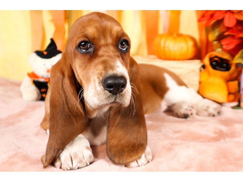 Basset Hound-Female-Red / White-3854834-The Barking Boutique