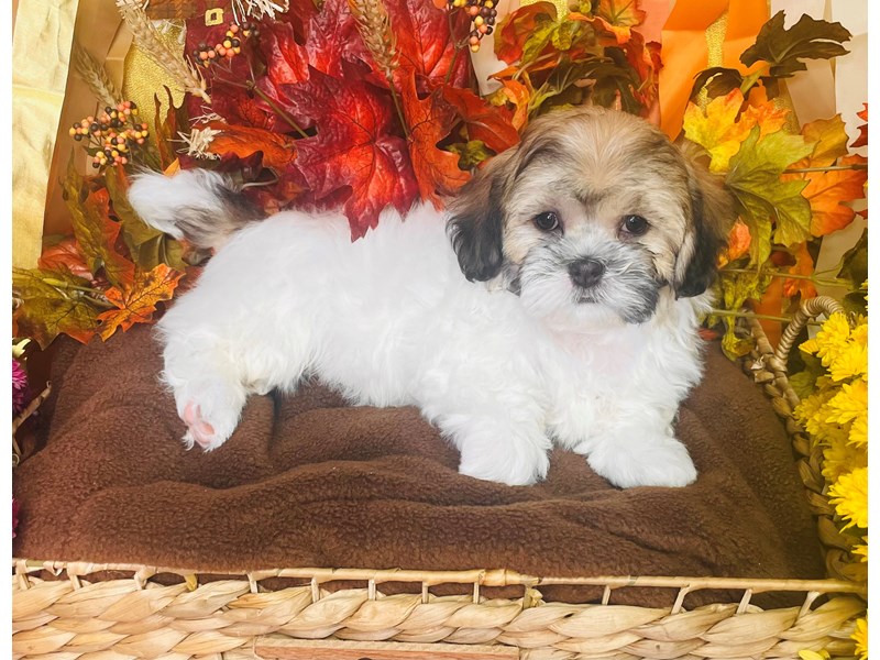 Teddy Bear-Female-Brown / White-3873412-The Barking Boutique