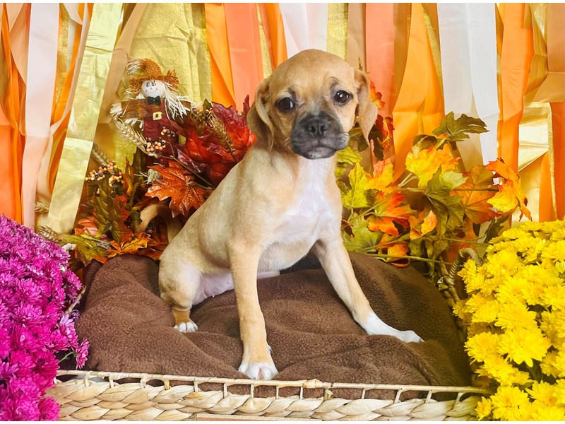 Puggle-Female-Fawn-3873401-The Barking Boutique