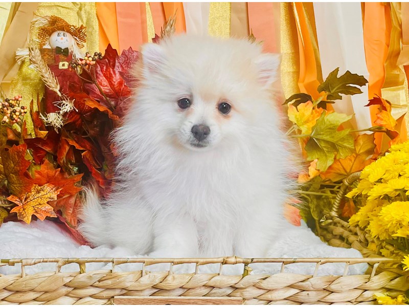 Pomeranian-Female-Cream / White-3873400-The Barking Boutique