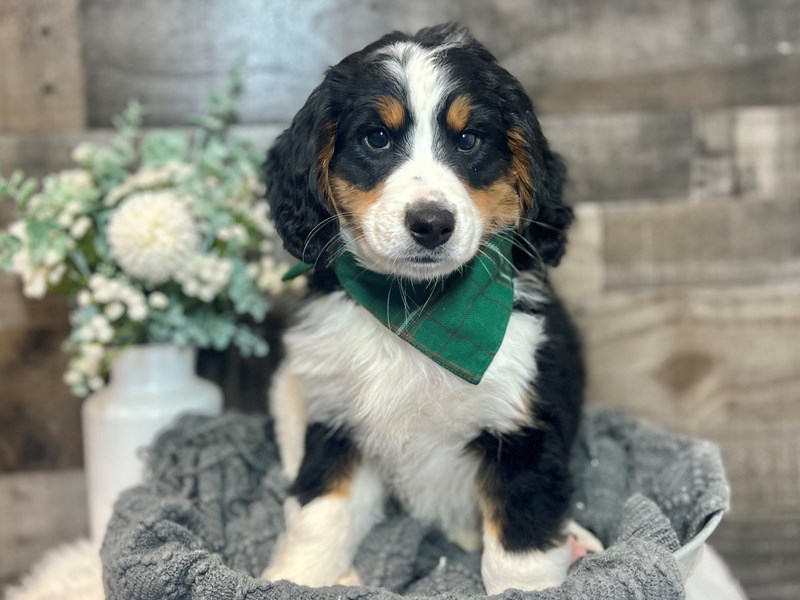 Bernedoodle-Male-Tri-3890968-The Barking Boutique
